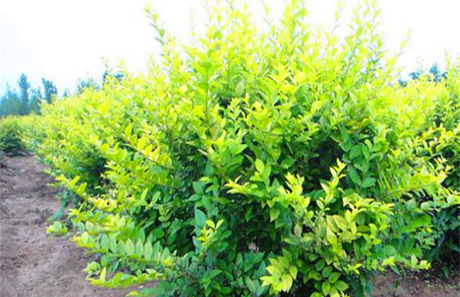 南方地区可以种植水蜡吗？南方地区价格怎么样？