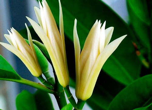 白兰花一年开几次花