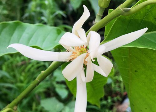 白兰花花期是什么时候