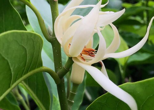 白兰花多久开花一次