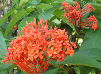 仙丹花栽培技术及其养护管理