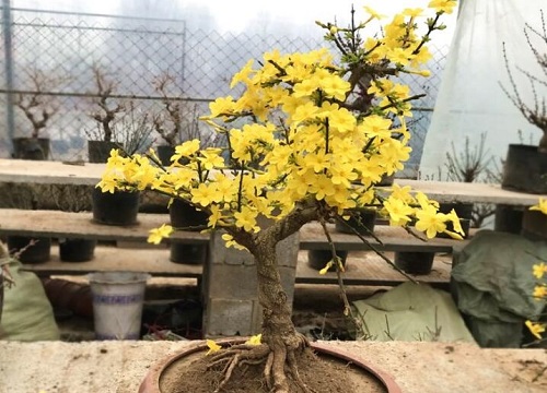 小叶迎春花盆景的养护方法