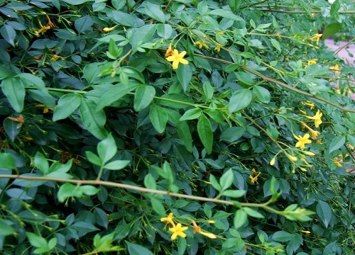 如何轻松养殖好迎春花