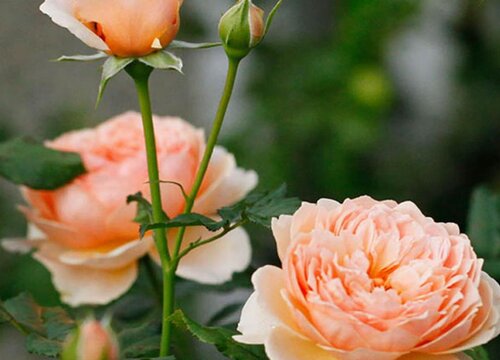 培养月季如何提根避免让它长芽开花