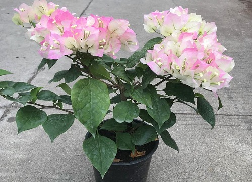 三角梅花谢后如何养护利于它冒出的新芽