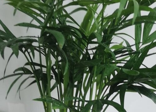 散尾葵夏天如何养护新叶不断长出