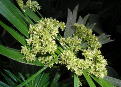 散尾葵开花吗 开花有什么兆头