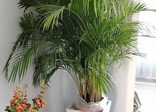 散尾葵多少钱一盆