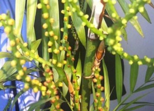 散尾葵会开花吗 开花的寓意与兆头