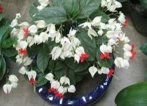 龙吐珠不开花如何养护
