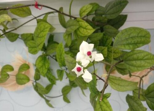 可以爬到几米高的龙吐珠是怎样养成的