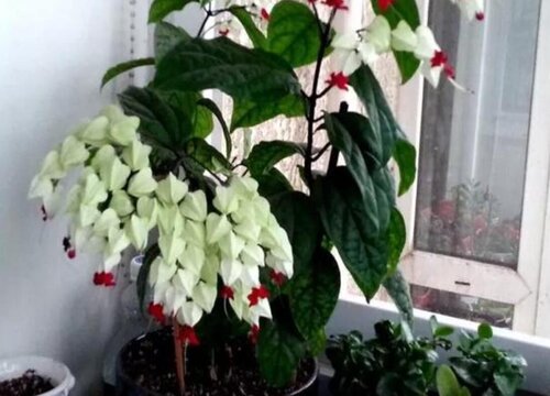 夏季龙吐珠的养殖方法