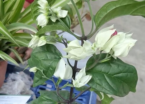 玉龙吐珠一年开几次花 花期多长时间