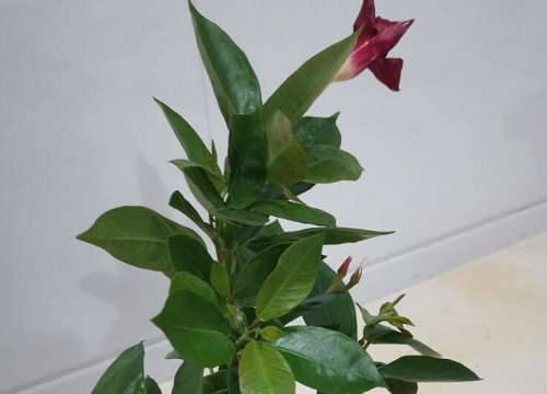 飘香藤一年开几次花