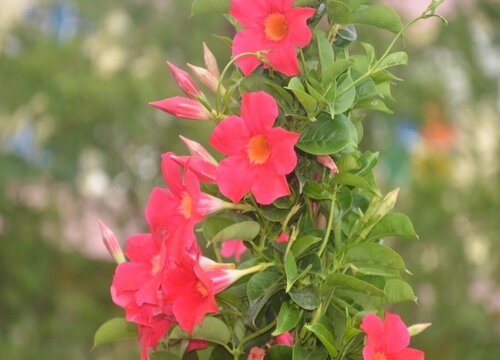 飘香藤四季开花吗