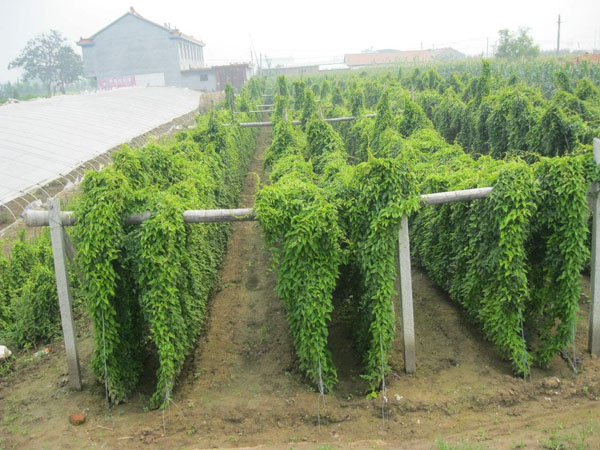 2020年种植什么蔬菜赚钱？什么蔬菜好种植又赚钱？