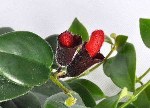 口红花一年开几次花