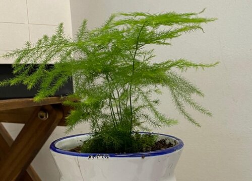 怎么养护文竹叶片油绿