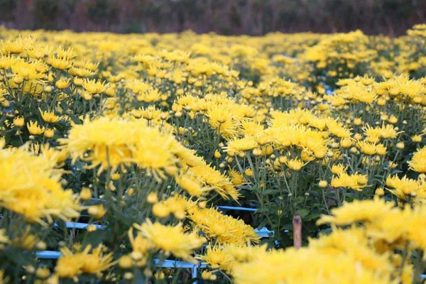 2020年种植什么赚钱？2020年种植什么有前景？
