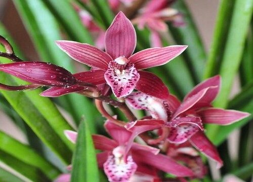 梅季养护兰花需要注意哪些问题