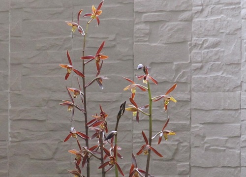 兰花怎么养殖年年都能开花