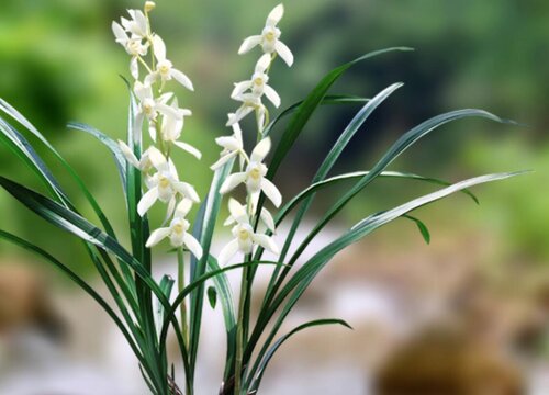 用什么植料养护墨兰花开不断