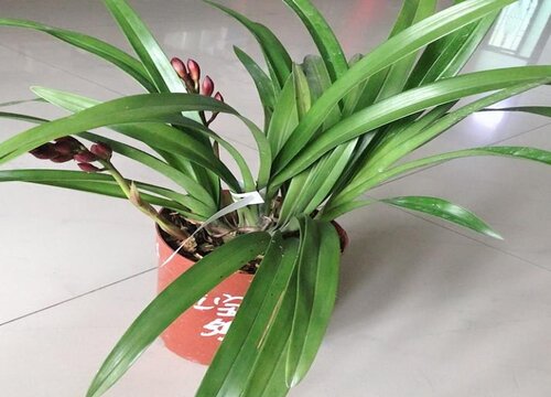 墨兰花芽分化条件、时间、应该怎么管理