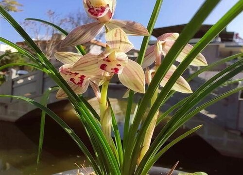 春兰的秋芽为什么不能留