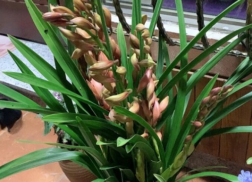 大花蕙兰如何快速开爆