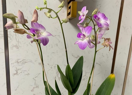春季如何给石斛兰浇水具体浇水方法