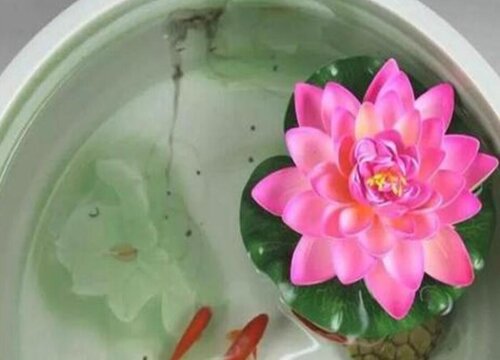 碗莲施肥一定要牢记的原则