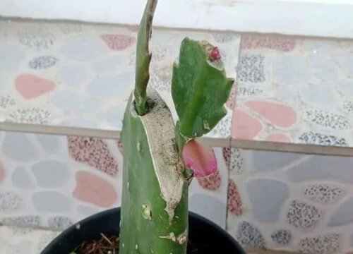 仙人掌嫁接的令箭荷花夏天如何养护