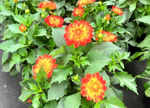 小丽花花期多长时间