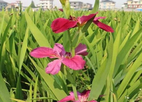 鸢尾多久开花一次