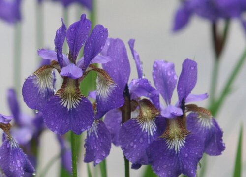 鸢尾花一年开几次花