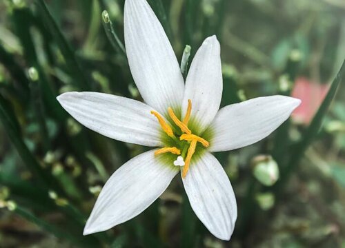 葱兰花期多久时间