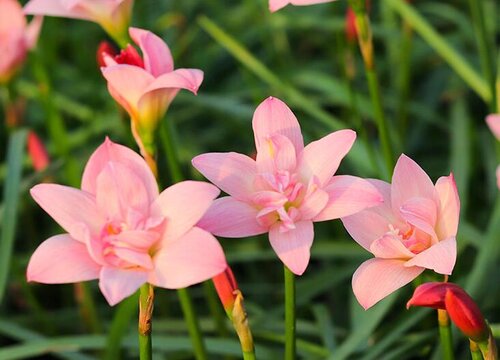 葱兰的花期是什么时候