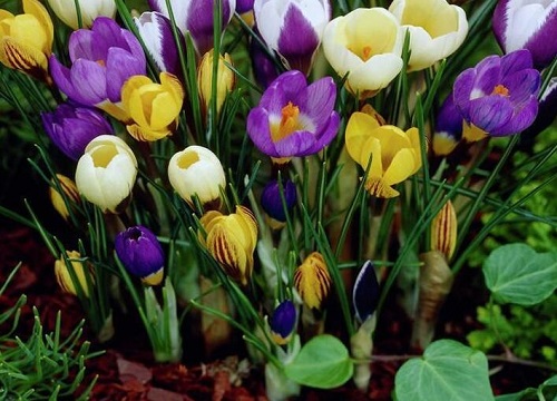 藏红花保存方法