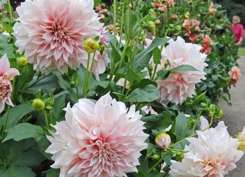 大丽花四季开花吗