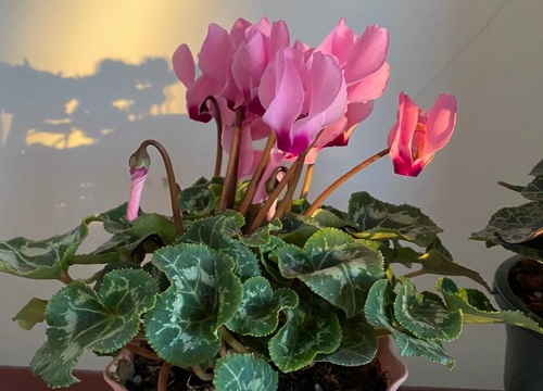 花期的仙客来如何养护调节