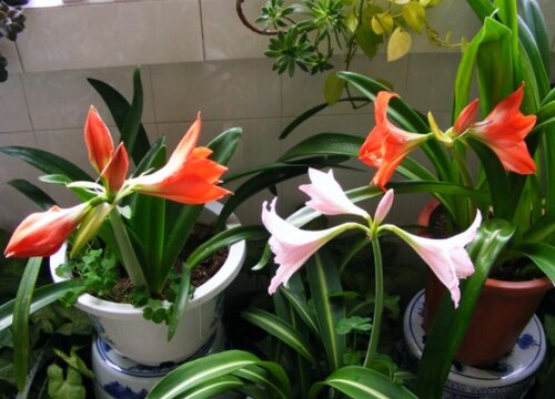 12月怎么养朱顶红春节准时开花