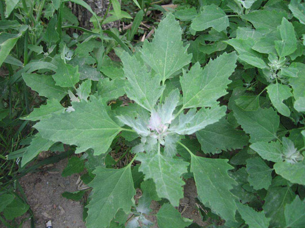 野生灰灰菜
