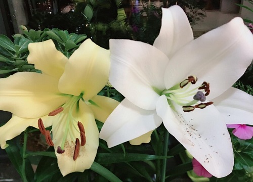 百合花能吃吗 新鲜百合花的食用方法与好处