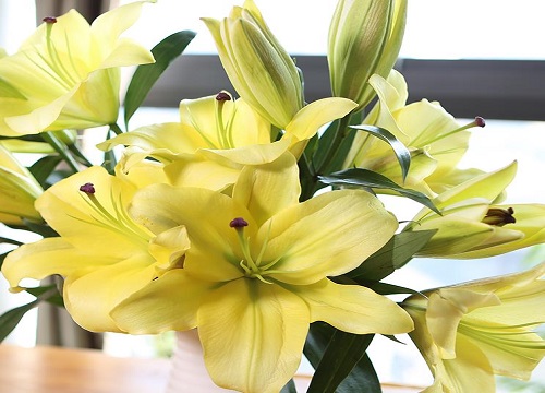 百合花该如何种植具体步骤