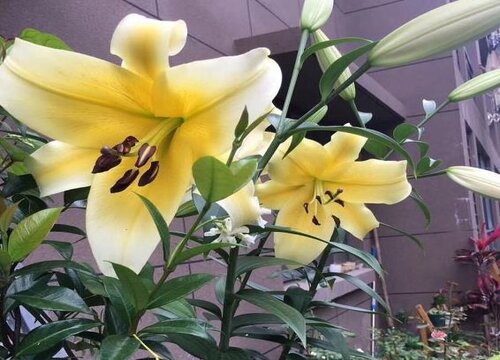 百合花怎样养护养殖技巧