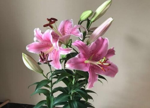 百合花正确的养护方法