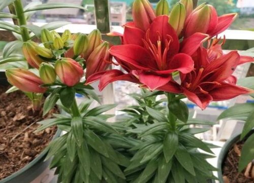 百合花盆栽的养殖方法