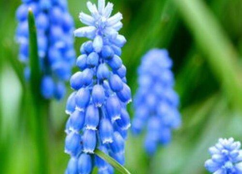 风信子会开花吗 开花什么样子