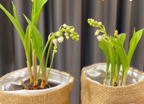 铃兰几年生植物