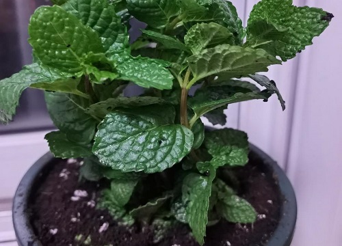 薄荷属于什么植物类型